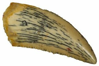 Serrated Raptor Tooth - Real Dinosaur Tooth #353375