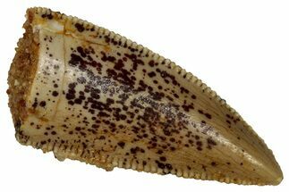 Serrated, Raptor Premaxillary Tooth - Real Dinosaur Tooth #353376