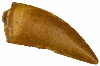 Serrated Raptor Tooth - Real Dinosaur Tooth #353379