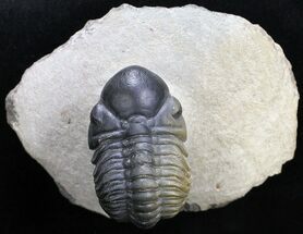 Nicely Preserved Reedops Trilobite - Morocco #18665