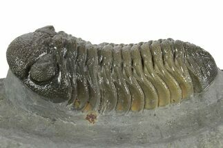 Colorful Morocops Trilobite - Ofaten, Morocco #351913