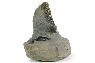 Colorful Crotalocephalina Trilobite With Zlichovaspis #352683