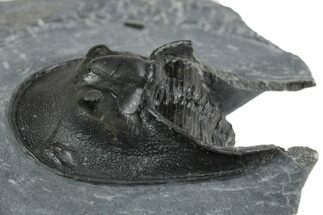 Bargain, Prone Scotoharpes Trilobite - Boudib, Morocco #353032