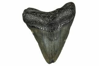 Juvenile Megalodon Tooth - South Carolina #353288