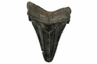 Serrated Angustidens Tooth - Megalodon Ancestor #353296