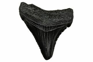 Serrated, Juvenile Megalodon Tooth - South Carolina #353308