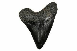 Juvenile Megalodon Tooth - South Carolina #353310