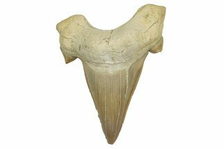 Fossil Shark Tooth (Otodus) - Morocco #353413