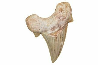 Fossil Shark Tooth (Otodus) - Morocco #353416