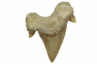 Fossil Shark Tooth (Otodus) - Morocco #353422