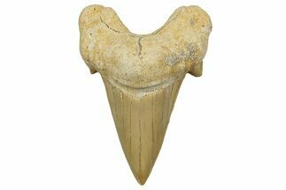 Fossil Shark Tooth (Otodus) - Morocco #353438