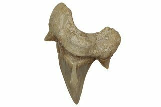 Fossil Shark Tooth (Otodus) - Morocco #353440