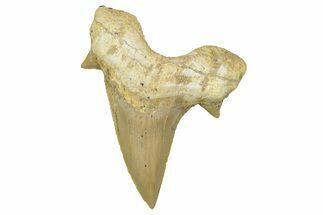 Fossil Shark Tooth (Otodus) - Morocco #353443