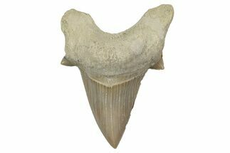 Fossil Shark Tooth (Otodus) - Morocco #353448