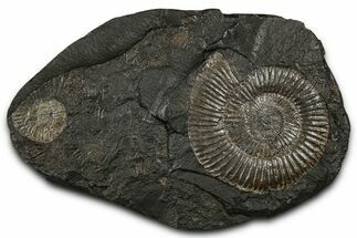 Fossil Ammonite Cluster - Posidonia Shale, Germany #353542