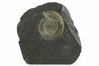 Dactylioceras Ammonite Fossil - Posidonia Shale, Germany #353519