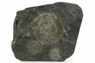 Fossil Ammonite (Dactylioceras) Cluster - Posidonia Shale, Germany #353520