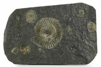 Fossil Ammonite Cluster - Posidonia Shale, Germany #353525