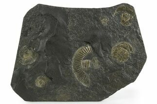 Fossil Ammonite Cluster - Posidonia Shale, Germany #353536
