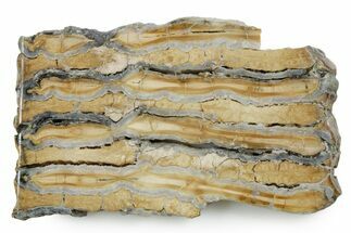 Polished Mammoth Molar Slice - South Carolina #353535