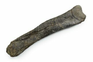 Theropod Dinosaur (Allosaurus) Metatarsal (III) - Wyoming #353580