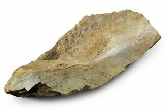 Fossil Tyrannosaur (T rex) Bone Section - Wyoming #353583