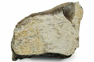 Fossil Tyrannosaur (T rex) Bone Section - Wyoming #353591