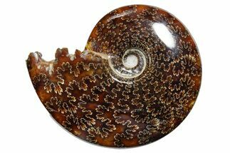 Polished Ammonite (Cleoniceras) Fossil - Madagascar #352357