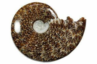 Polished Ammonite (Cleoniceras) Fossil - Madagascar #352362