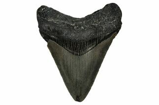 Serrated, Juvenile Megalodon Tooth - North Carolina #351200