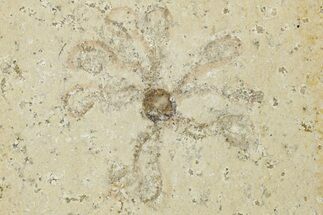 Floating Crinoid (Saccocoma) Fossil - Solnhofen Limestone #353554