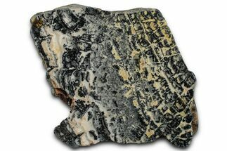 Proterozoic Columnar Stromatolite (Asperia) Section - Australia #353606