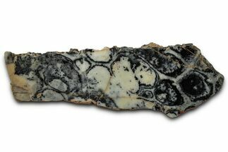 Proterozoic Columnar Stromatolite (Asperia) Slab - Australia #353611