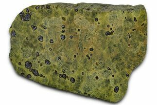 Polished Atlantisite Section - Western Tasmania #353634