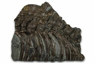 Premium Specimens For Sale