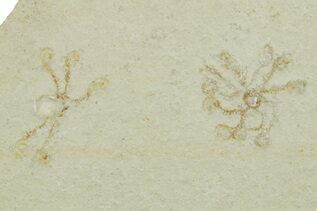 Solnhofen Fossils For Sale