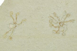 Two Floating Crinoid (Saccocoma) Fossils - Solnhofen Limestone #353559