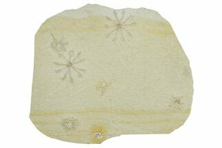 Floating Crinoid (Saccocoma) Fossils - Solnhofen Limestone #353564