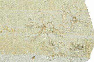 Floating Crinoid (Saccocoma) Fossils - Solnhofen Limestone #353566