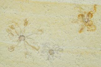 Three Floating Crinoid (Saccocoma) Fossils - Solnhofen Limestone #353567