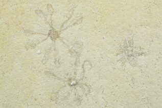 Solnhofen Fossils For Sale