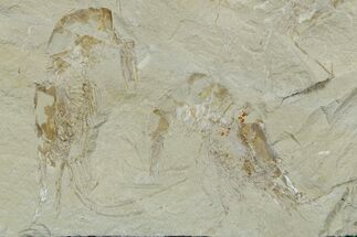 Two Cretaceous Fossil Shrimp - Lebanon #353574