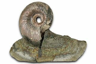 Iridescent, Pyritized Ammonite (Quenstedticeras) Fossil Display #353744