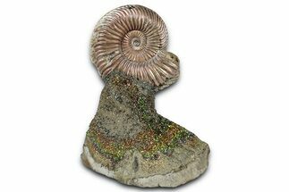 Iridescent, Pyritized Ammonite (Quenstedticeras) Fossil Display #353756