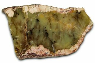 Polished Dendritic Opal Section - Western Australia #353794