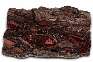 Polished Domal Stromatolite Slab - Billion Years Old #353817