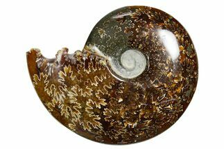 Polished Ammonite (Cleoniceras) Fossil - Madagascar #352366