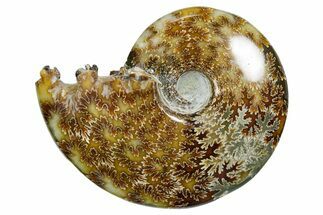 Polished Ammonite (Cleoniceras) Fossil - Madagascar #352367