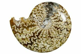 Polished Ammonite (Cleoniceras) Fossil - Madagascar #352376