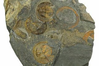Three Trinucleid Trilobites (Declivolithus) With Cyclopyge #353394